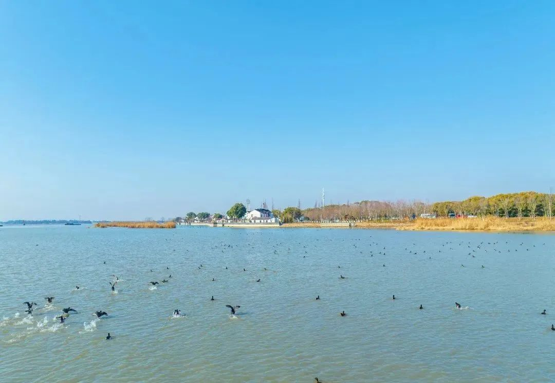 人民日报：“那条清清的太浦河又回来了”(图6)